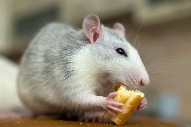 Rata doméstica blanca comiendo pan. animal de compañía en casa. | Foto ...