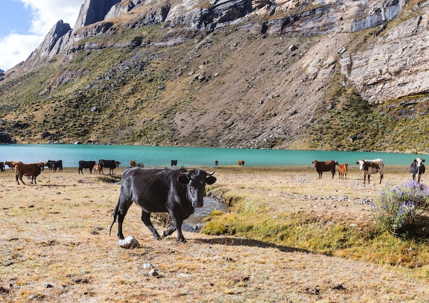 Rebaño de vacas en el campo verde de verano agricultura agricultura