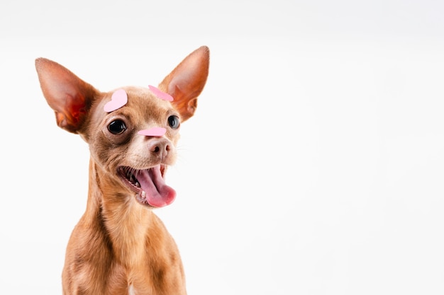 Retrato de adorable perro chihuahua sonriendo | Foto Gratis