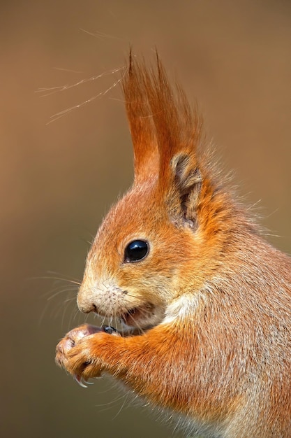 Retrato de ardilla roja euroasiática sciurus vulgaris en bosque de