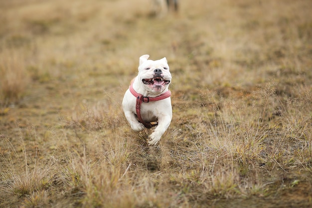 Retrato De Bulldog Ingles Corriendo Hacia Adelante En El Campo Y Mirando A La Camara Foto Premium