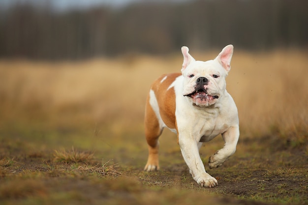 Retrato De Bulldog Ingles Corriendo Hacia Adelante En El Campo Foto Premium