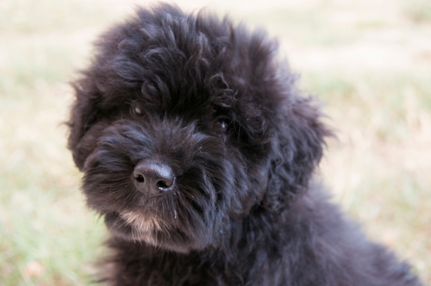 Retrato De Cachorro De Bouvier Des Flandres Foto Premium