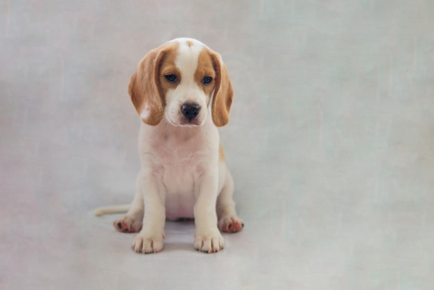 Retrato de estudio de pura raza beagle cachorro mascota parece somnoliento sentado en la pared gris Foto Premium 