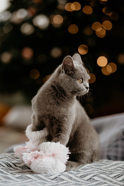 Retrato De Lindo Gato Britanico Con Calcetines De Bebe En Invierno Foto Premium