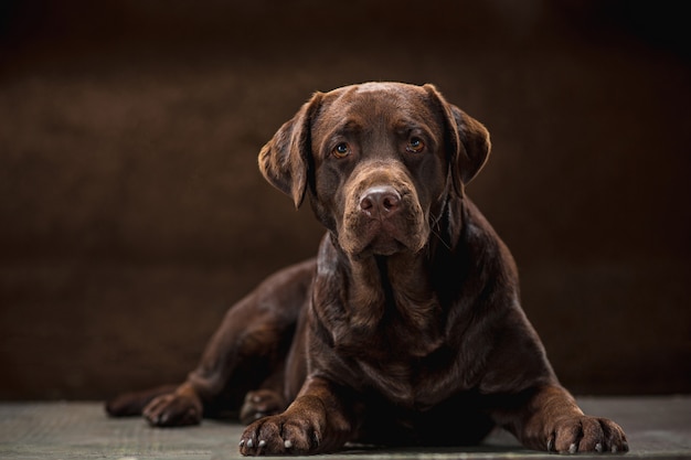 Retrato de un perro labrador negro tomado sobre un fondo oscuro. Foto gratis
