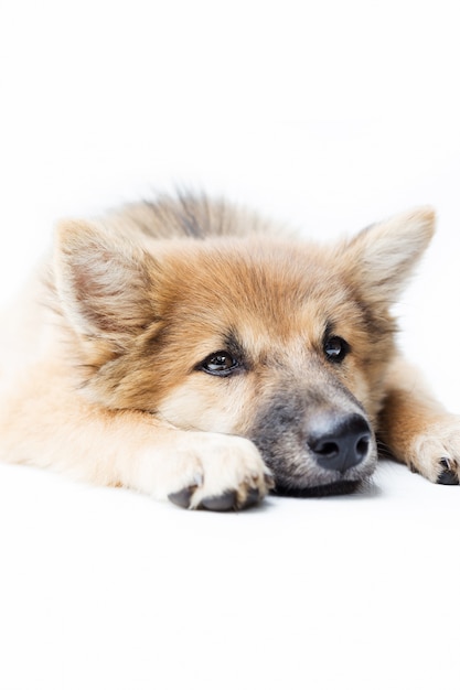 Un retrato de un perro lindo, aislado sobre fondo blanco | Foto Premium