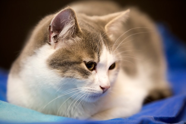 Retrato Del Primer Del Peque O Gatito Blanco Y Gris Lindo Lindo Joven