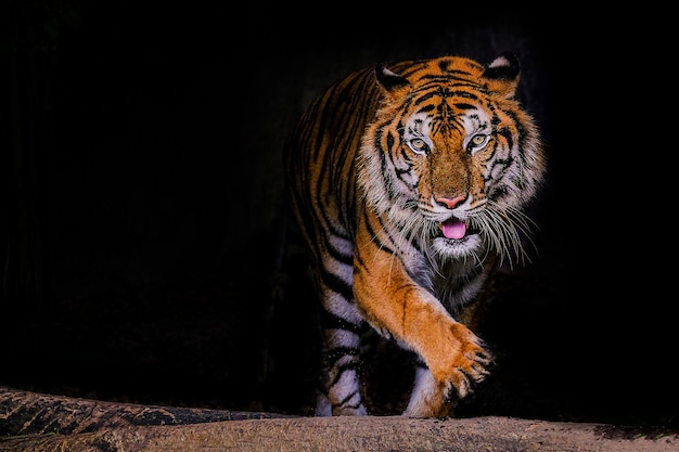 Retrato De Tigre De Un Tigre De Bengala En Tailandia Sobre Negro Foto Premium