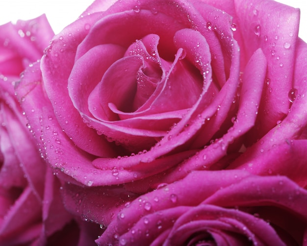 Rosas Rosadas Con Gotas De Agua Foto Premium