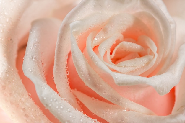 Rosas Rosadas Con Gotas De Roc O Foto Premium