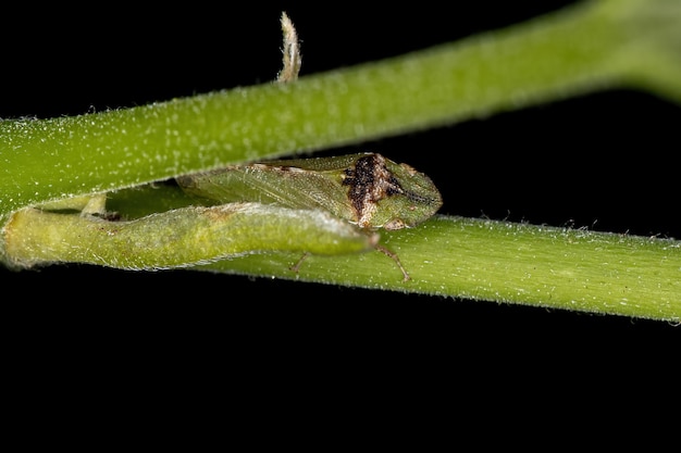 Saltahojas De Cabeza Plana Adulta De La Tribu Xerophloeini Foto Premium 2149