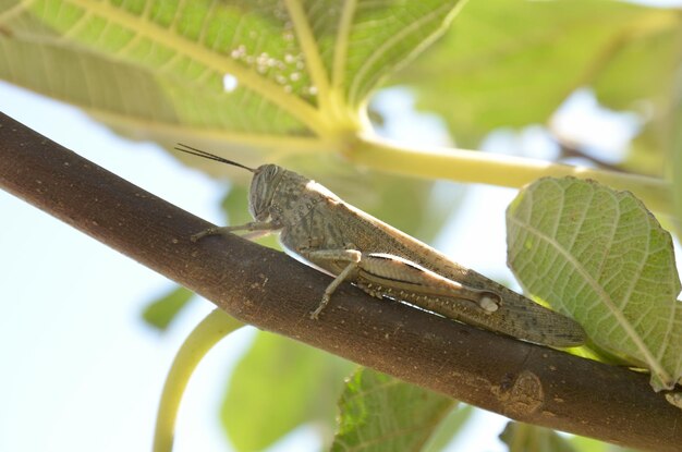 Saltamontes En Un árbol Entre Las Hojas Se Esconde Del Sol | Foto Premium