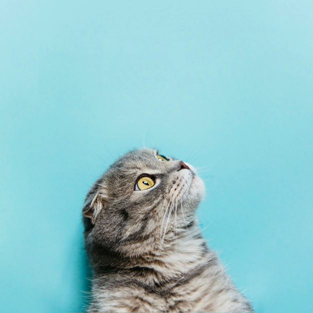 Scottish fold cat en superficie azul Foto gratis