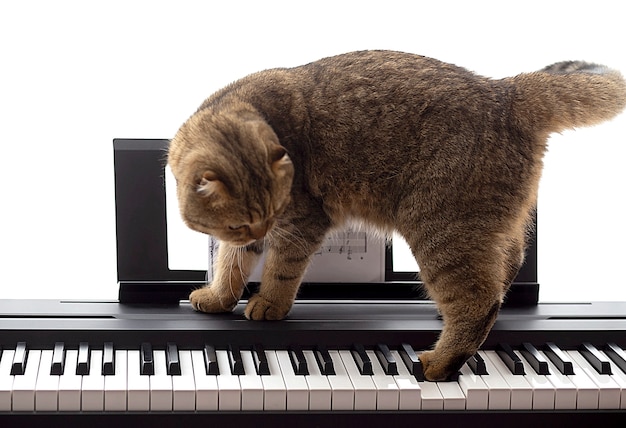 Scottish Fold Hermoso Gato Tocando El Piano Foto Premium