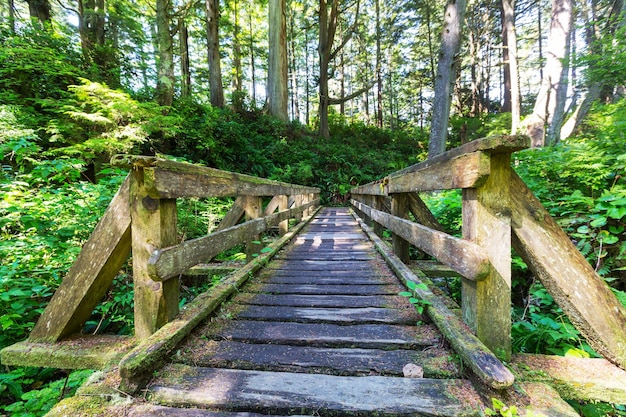 Selva Tropical En La Isla De Vancouver, Columbia Británica, Canadá ...