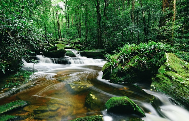 Selva Tropical Con Roca Y Mus Verde En El Bosque Tropical Salvaje De La ...