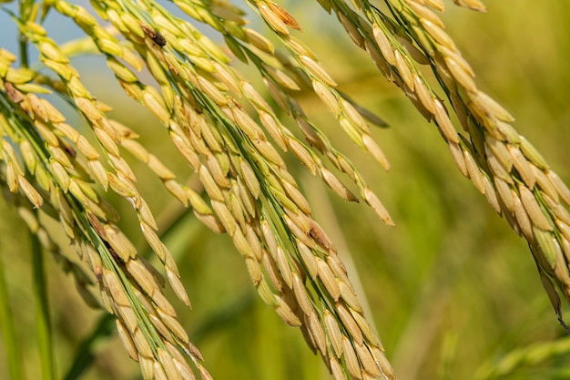 Semilla De Arroz Madura En El Campo Semillas De Arroz Maduras Y Hojas