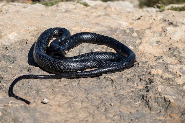 Serpiente Latigo Occidental Negra Hierophis Viridiflavus Tomando El Sol En Un Acantilado Rocoso En Malta Foto Gratis