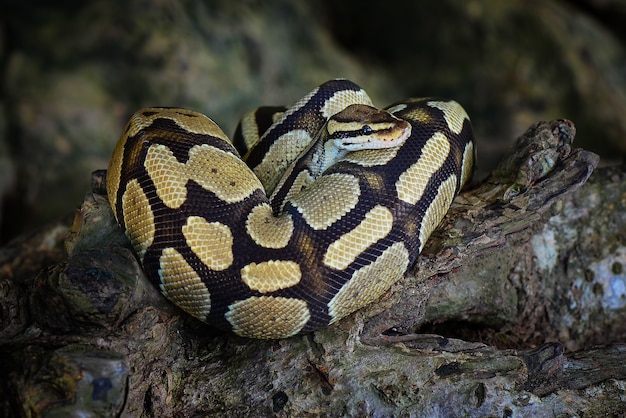 Serpiente Phyton En Bosque Tropical Foto Premium