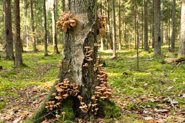 Setas del bosque de otoño comestibles silvestres armillaria mellea