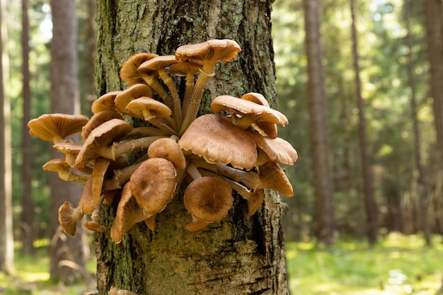 Setas del bosque de otoño comestibles silvestres armillaria mellea