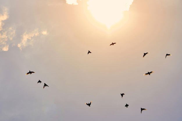 Silueta de bandada de pájaros en el cielo del atardecer pájaros