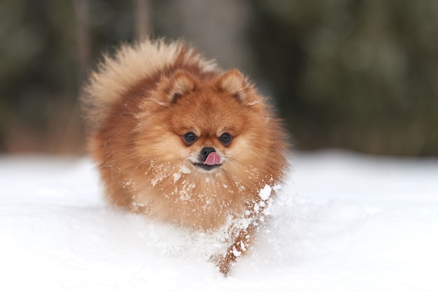 Spitz Pomerania Bebe Jugando En Dia De Invierno Foto Premium