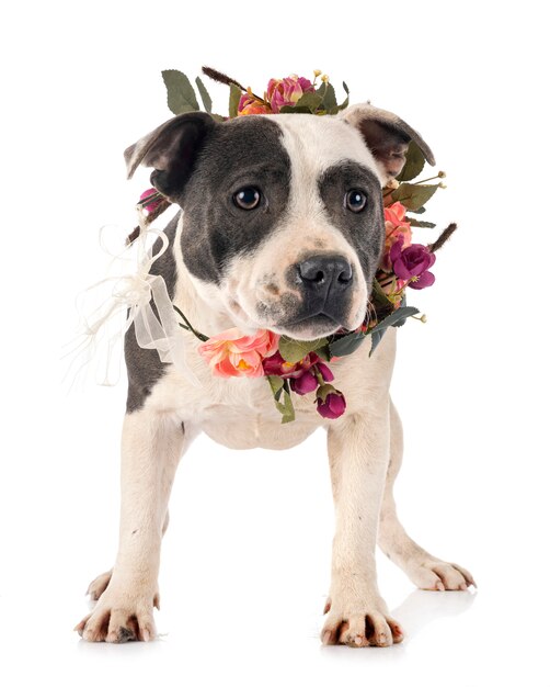 Staffordshire Bull Terrier Aislado Sobre Fondo Blanco Foto Premium 4727