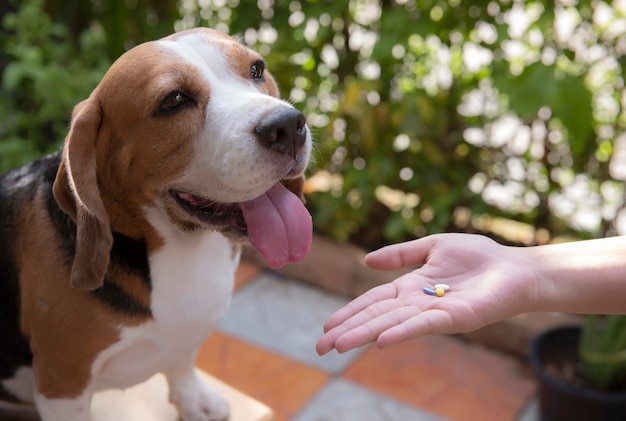 Tabletas médicas en la mano para ingresar perros beagle Foto Premium