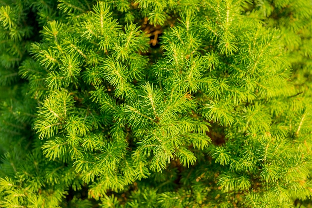 Thuja Evergreen Pine Tree Branch Close Fondo De Madera Verde Coniferas Detalle Del Jardin Botanico Al Aire Libre Hoja Decorativa Plantas De Coniferas Para Jardin Enebro Arborvitae Cipres Abeto Foto Premium