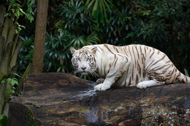 Tigre De Bengala Blanco Se Arrastra En Una Jungla Foto Premium