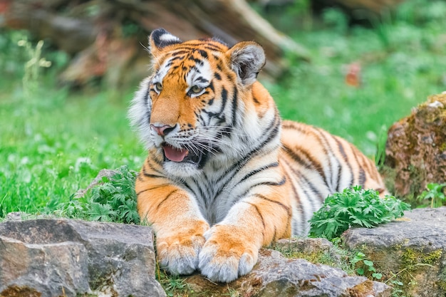 Tigre De Bengala Joven Tumbado En La Hierba En El Dia De Verano Foto Premium