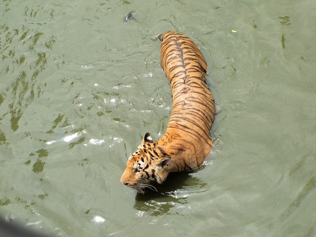 Tigre De Bengala Real Foto Premium