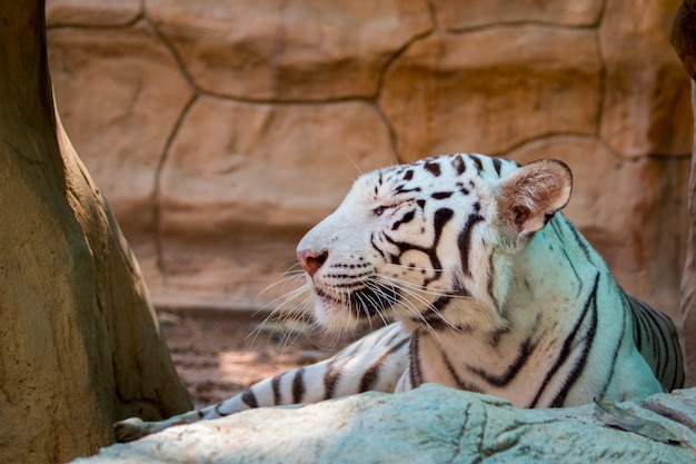 Tigre blanco en la naturaleza. animales salvajes. | Foto ...