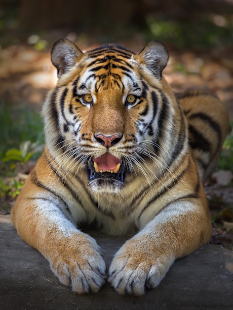 Tigre Mirando Con La Boca Abierta Foto Gratis
