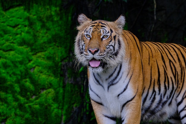 El Tigre Verde Hermoso Del Tigre De Bengala En Bosque Muestra La Naturaleza Foto Premium