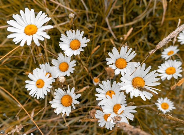 Tiro de alto ángulo de hermosas flores de margarita en un campo cubierto de hierba Foto gratis