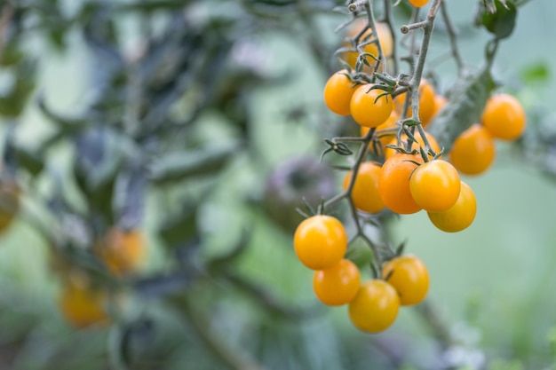 Tomates orgánicos amarillos maduros en el jardín invernadero variedad