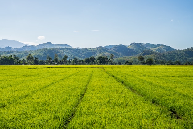Toraja paisaje y agricultura sulawesi, indonesia Foto Premium