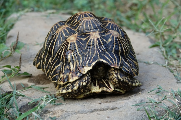 Tortuga dentro de su caparazón | Descargar Fotos gratis