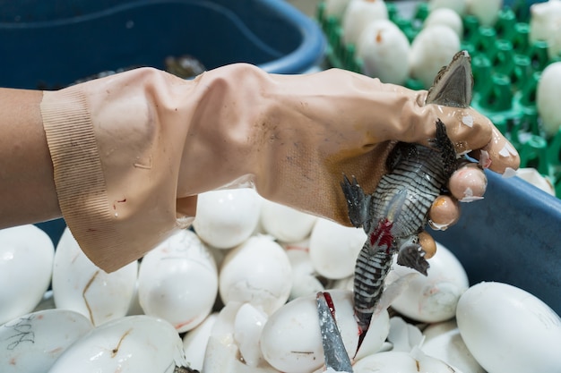 Trabajador Corta El Cordon Umbilical De Un Bebe Recien Nacido Cocodrilo Despues De La Eclosion De Los Huevos Foto Premium