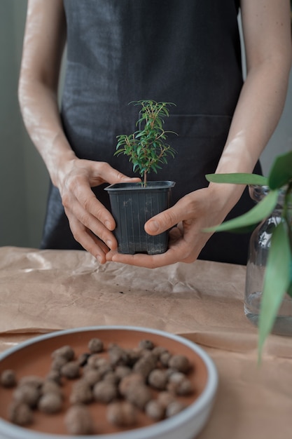 Transplante De Flores Y Plantas En Casa O En Una Florister A Una Mujer