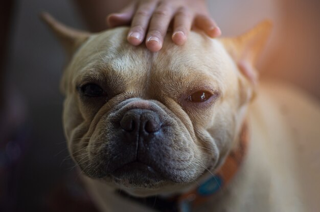 Triste bulldog con una mano acariciando la parte superior de su cabeza Foto Premium 