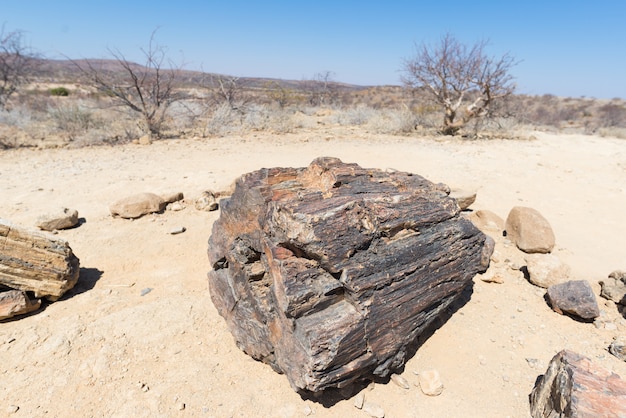 Tronco de árbol petrificado y mineralizado en el famoso parque nacional