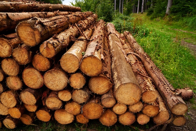 Troncos de madera apilados en las montañas de harz alemania | Foto Premium