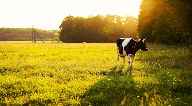 Vaca pastando en el prado Foto gratis