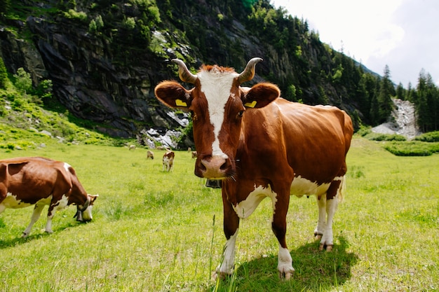 Vacas pastando en un campo verde. vacas en los prados alpinos. hermoso paisaje alpino Foto gratis