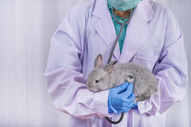 El veterinario y el conejo gris en sus brazos con guantes azules en la