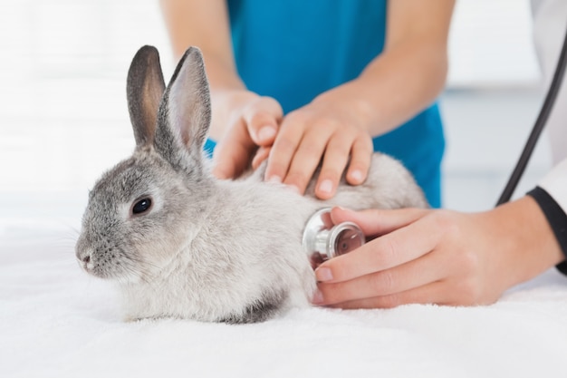 Veterinario examinando un conejito con su dueño | Foto Premium